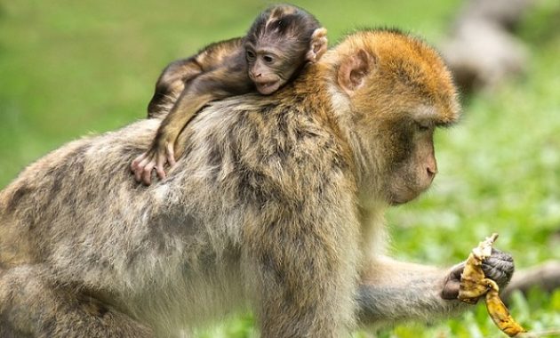 Rahmat Zoo and Park Tempat Bermain Sambil Belajar Bersama Fauna Liar